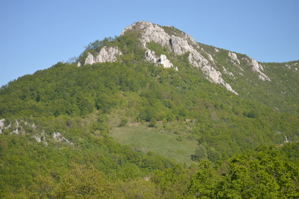 Stručna licenca