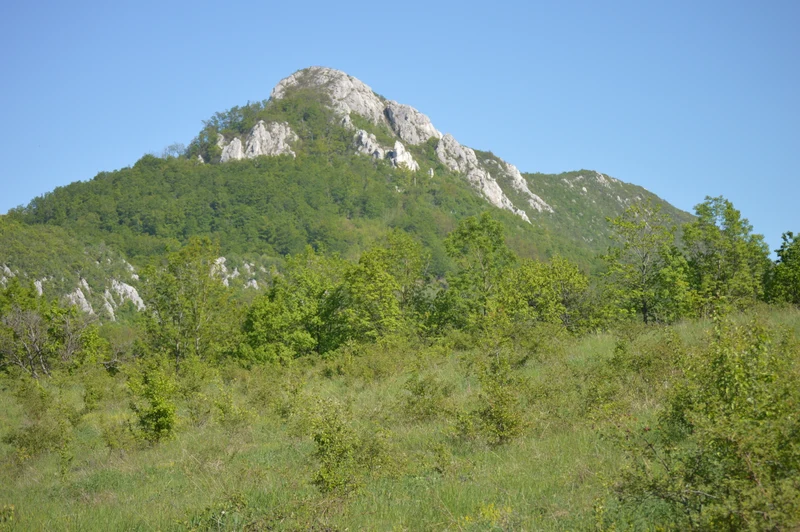Formalno obrazovanje u šumarstvu i lovstvu
